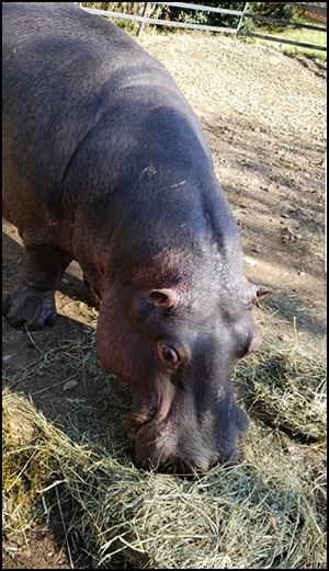 Zambezi, Nile hippo eating