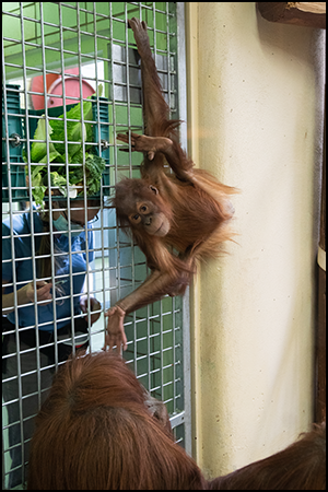 Orangutan Kera doing injection training