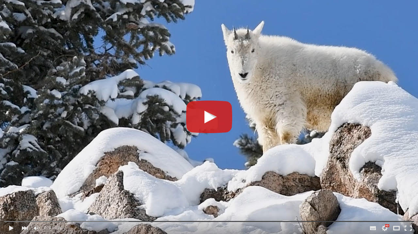 Get a Grip on Our Rocky Mountain Goats CMZoo