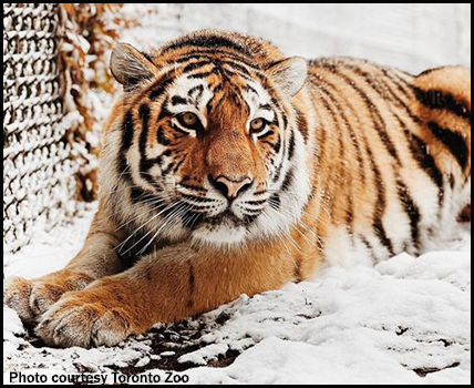 Siberian Tiger Park - All You Need to Know BEFORE You Go (with Photos)