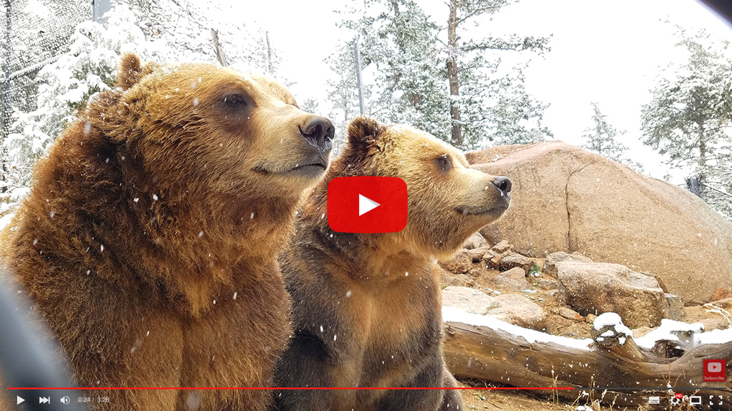 WH-2-2025-Grizzly-bear-YouTube