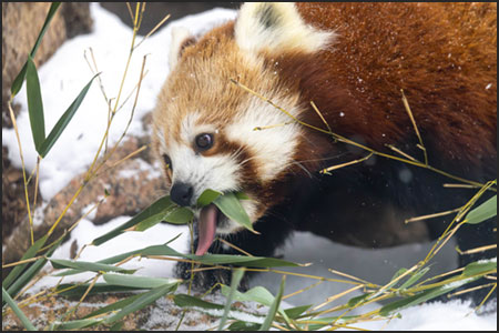 Cora, red panda at Cheyenne Mountain Zoo