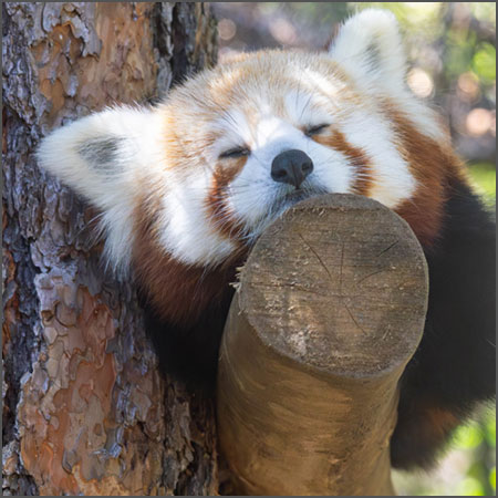 Cora, red panda at Cheyenne Mountain Zoo