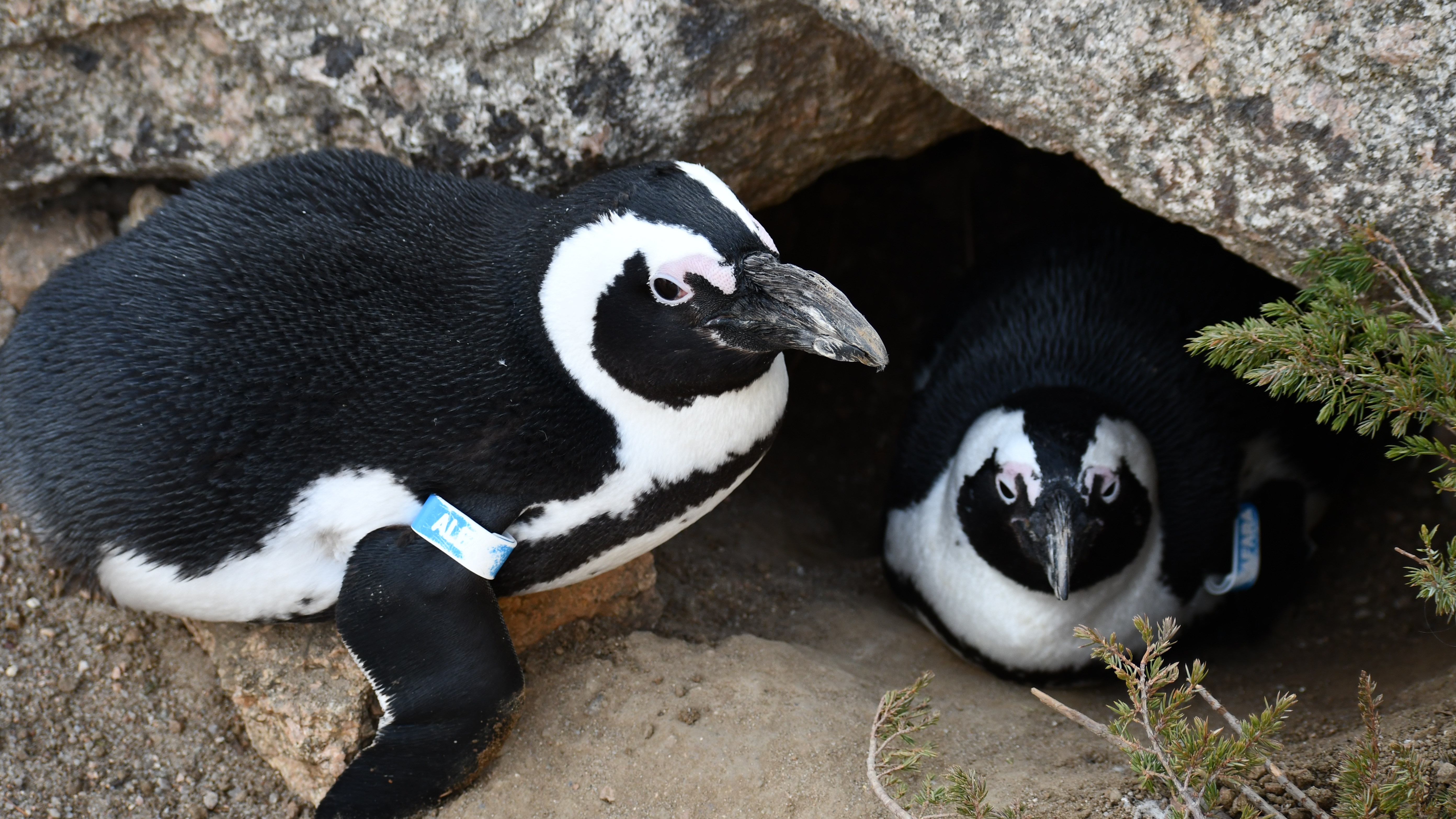 Learn About The Ranger Saving African Penguins Off The Coast of South  Africa - CMZoo, image size:5568x3132