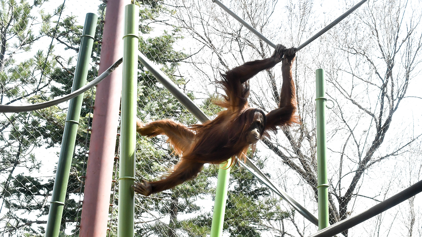 【Orangutan】羽毛布団　superior1 BUCHENBAUM michael-bornean-orangutan-