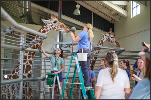 Giraffe Center Training Workshop Demo 2026