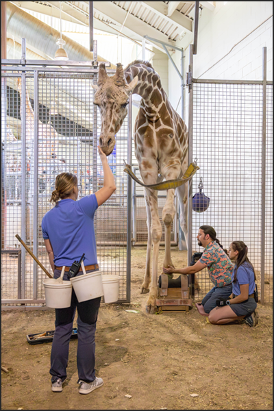 Giraffe demoTraining Workshop