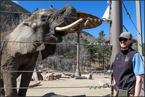 African elephant Missy with elephant keeper, Jack