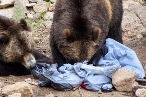 Featured Animals - Grizzly Bear - CMZoo