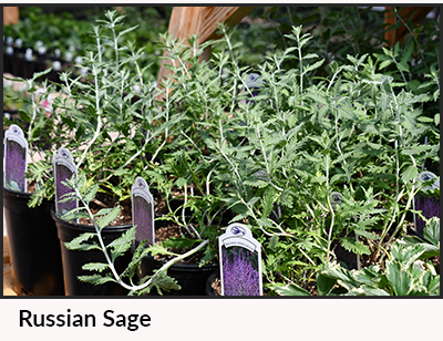Russian sage plant