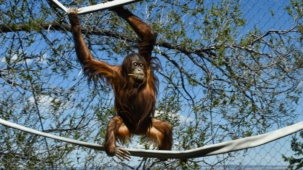 Celebrate Ape Awareness Month with Clever Kera - CMZoo