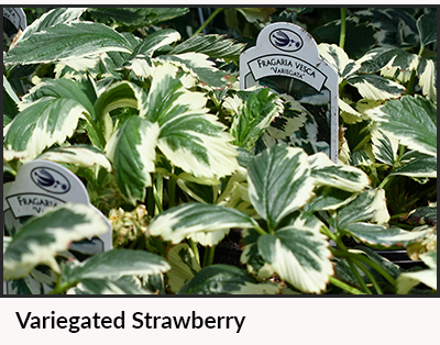 Variegated strawberry plant