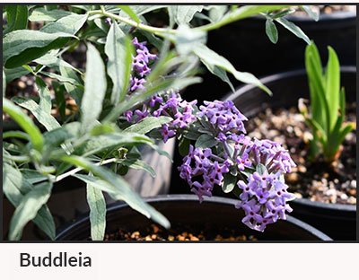 Buddleia plant photo