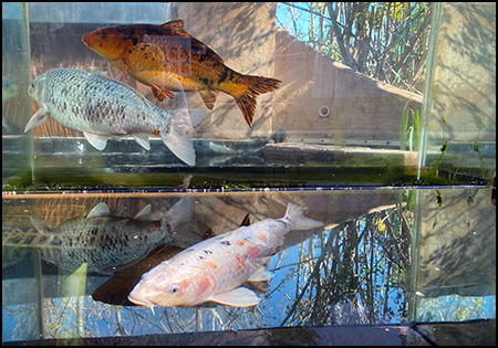 Oh Boy Let s Meet the Koi CMZoo