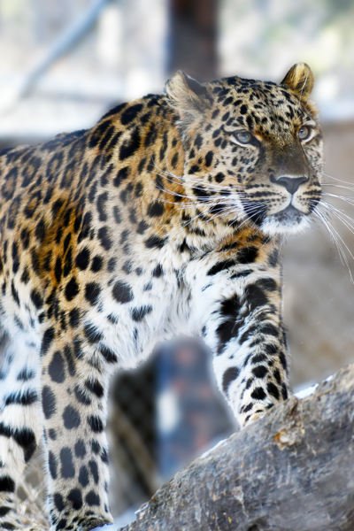 Amur leopard Archives - CMZoo