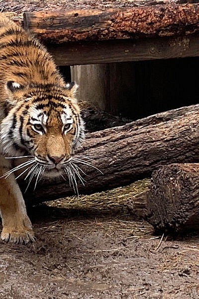 Saving the amur tiger