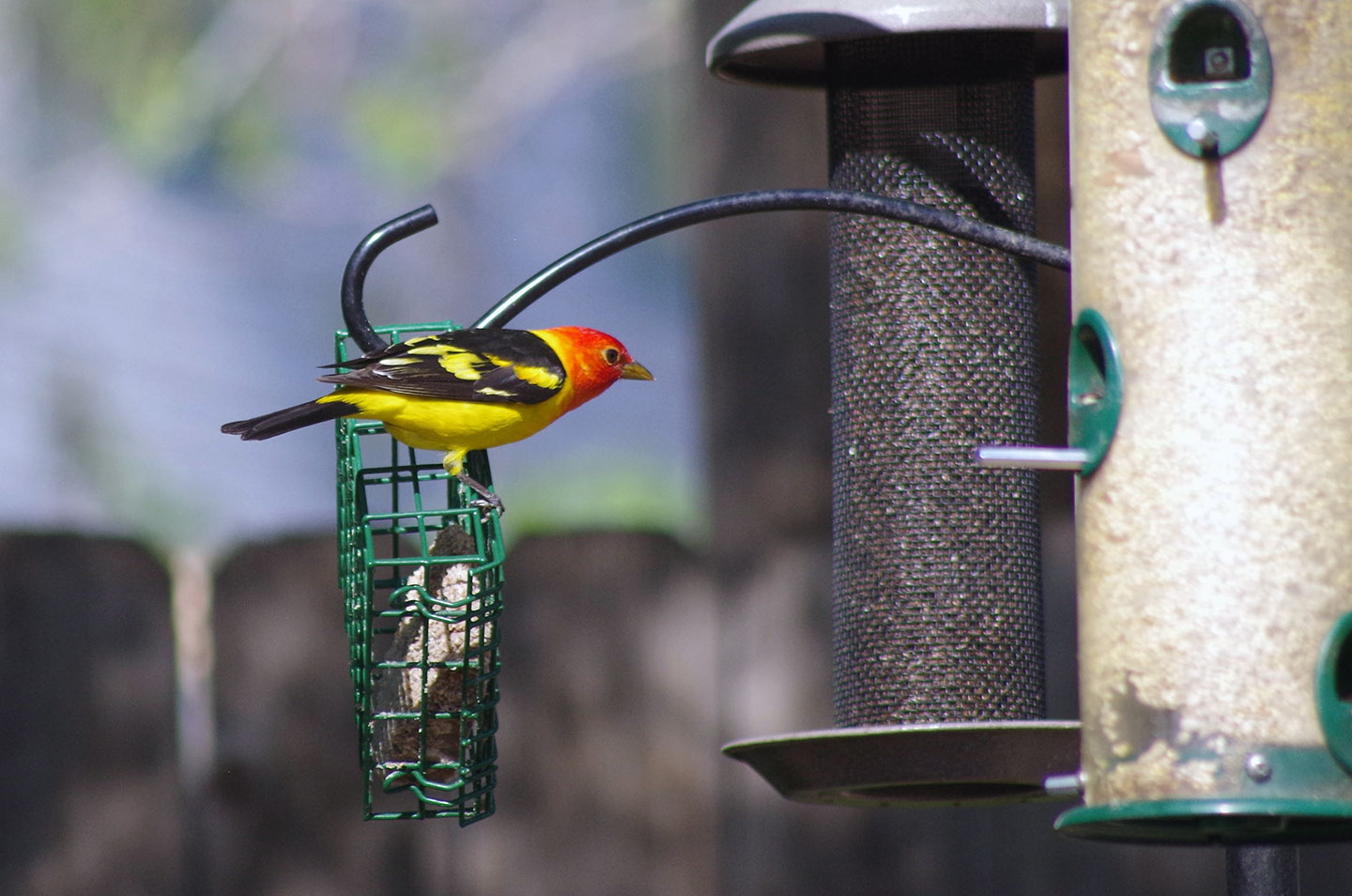 Western tanager at bird feeder