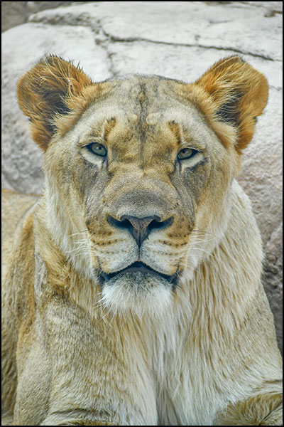 A Year with Aslan