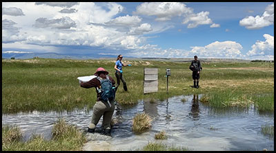 Wyoming toad release with Zoo staff into the wild.