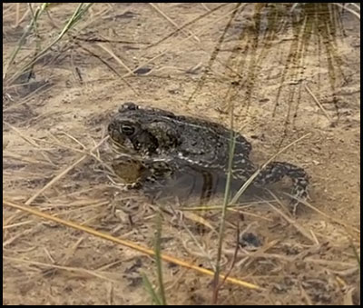 Wyoming toad release with Zoo staff into the wild.