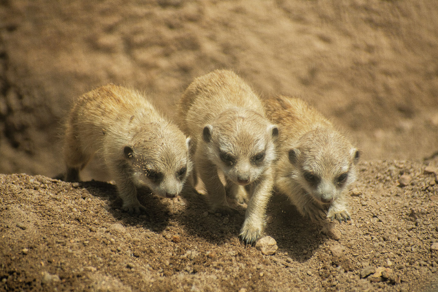 Meerkat Mob Grows Together with Five Pups Born This Spring CMZoo