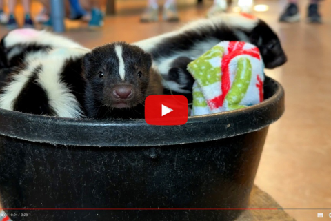 New Babies - CMZoo