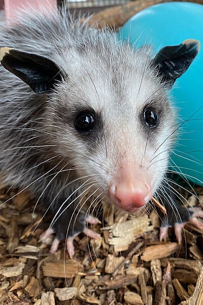 Virginia Opossum Archives - CMZoo