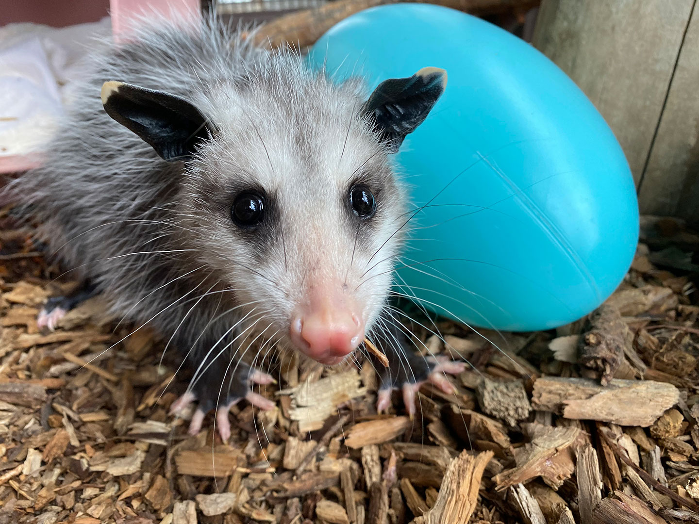 Featured Animals - Virginia Opossum - CMZoo