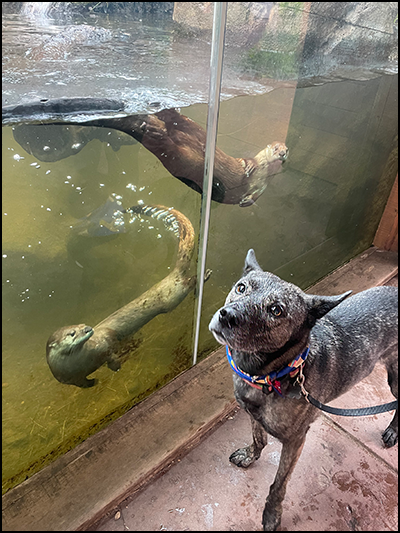Dog visiting river otter exhibit with their owner during dog days a the Zoo.