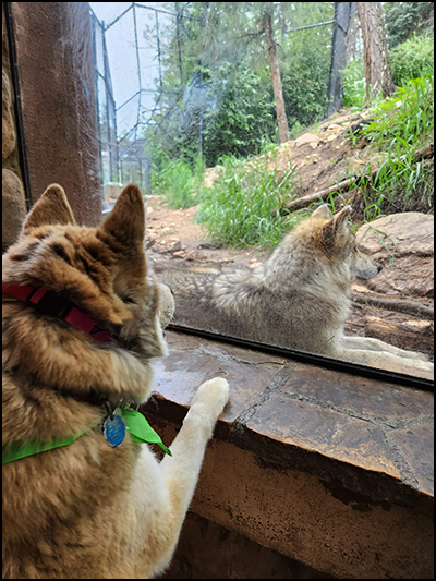 Dog visiting Mexican wolf exhibit with their owner during dog days a the Zoo.