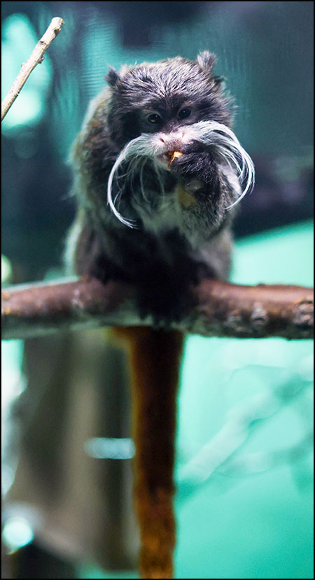 Emperor tamarin 2025