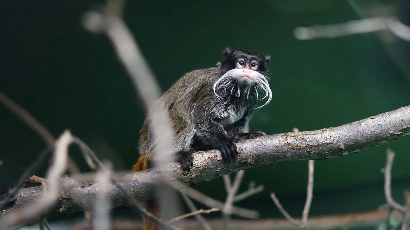 Get to Know the Tiny Tamarin Sisters in Primate World - CMZoo