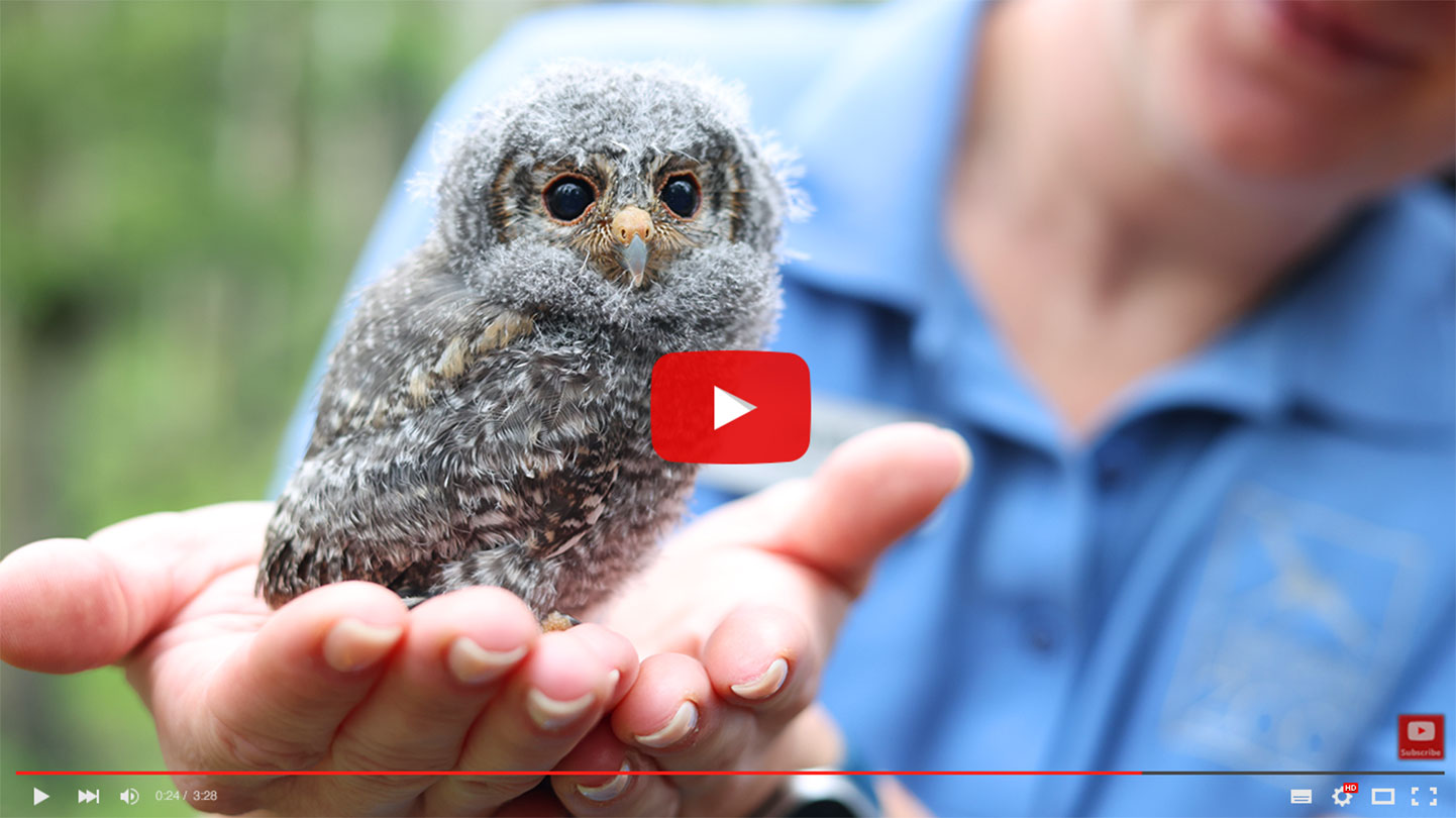 owlさま　確認用 CMZoo Members Fund Local Flammulated Owl Conservation Field Work