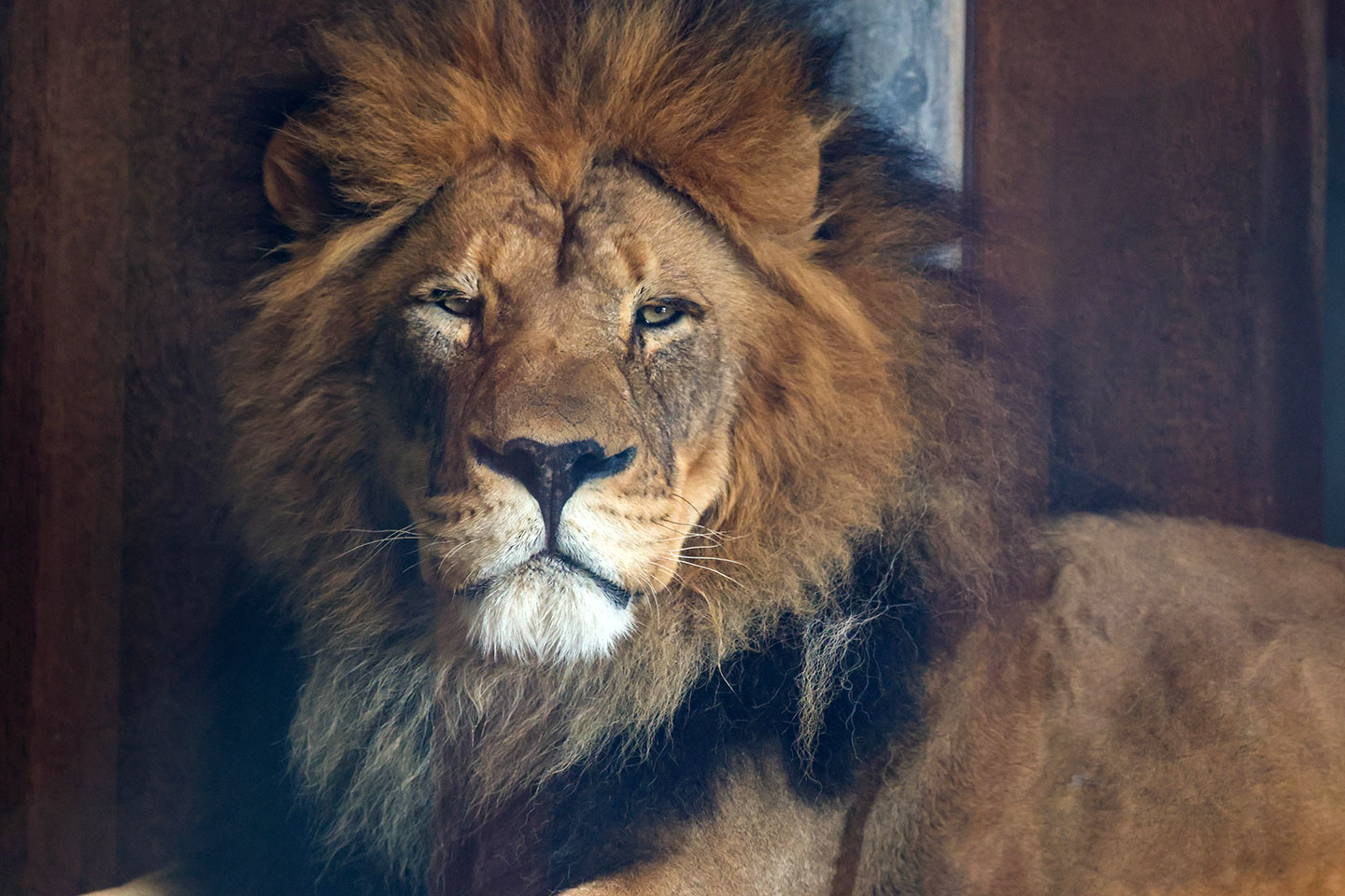 African lion Archives - CMZoo