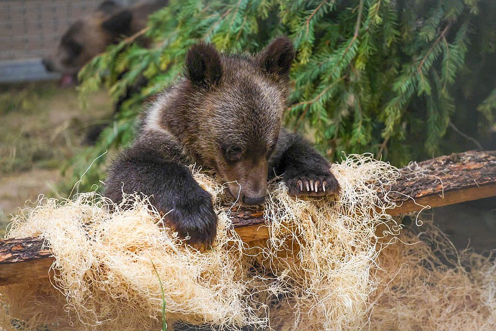 Grizzly bear cub at Cheyenne Mountain Zoo playing in their area
