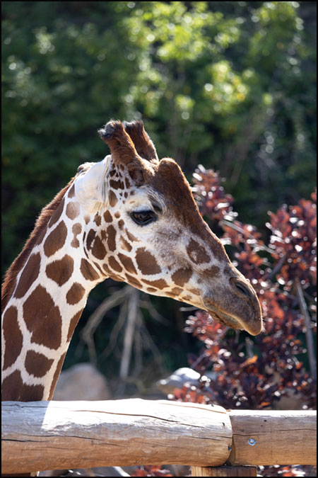 GIraffe Laikipia portrait