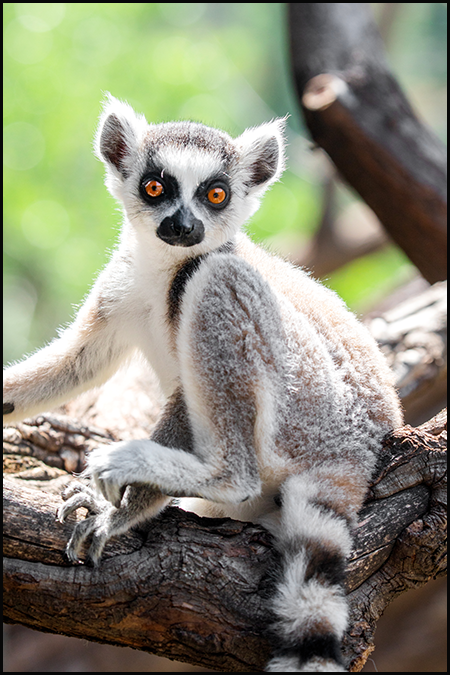 File:Lemur.png - Wikimedia Commons
