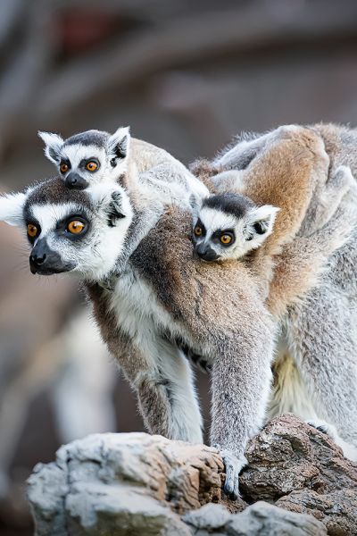Lemur png images | PNGWing