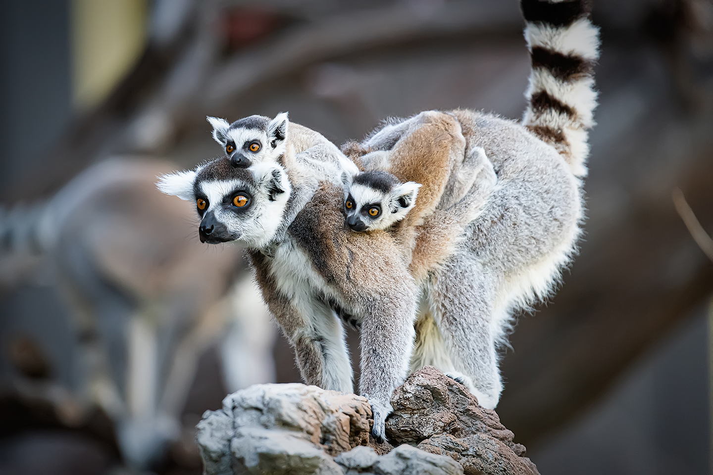 File:Ring-tailed lemur 1.png - Wikimedia Commons