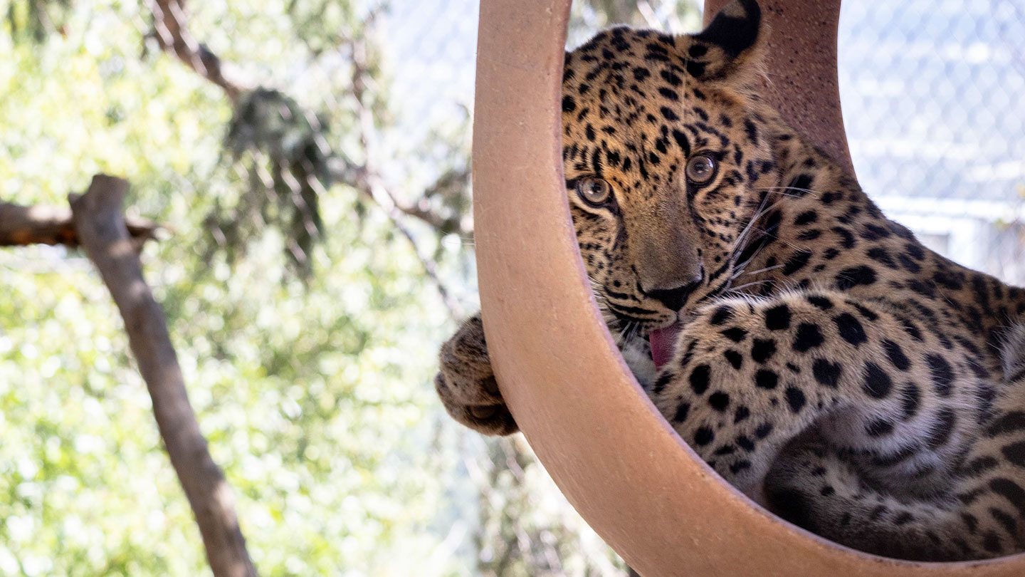 Amur leopard Archives - CMZoo