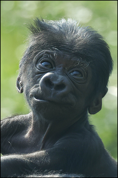 Western lowland gorilla baby