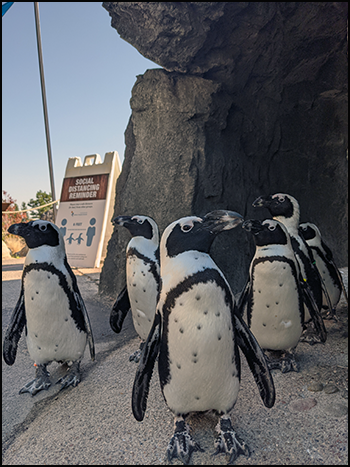 What's New with the Flock? African Penguin Awareness Day is October 10 -  CMZoo