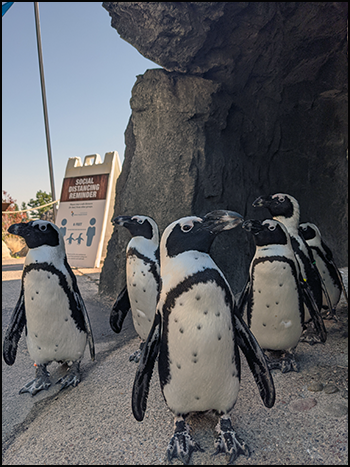 What's New with the Flock? African Penguin Awareness Day is October 10 - CMZoo What's New with the Flock? African Penguin Awareness Day is October 10 - CMZoo