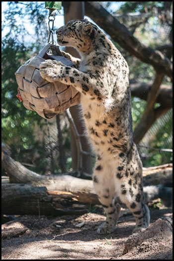 Snow leopard Bhutan with enrichment ball