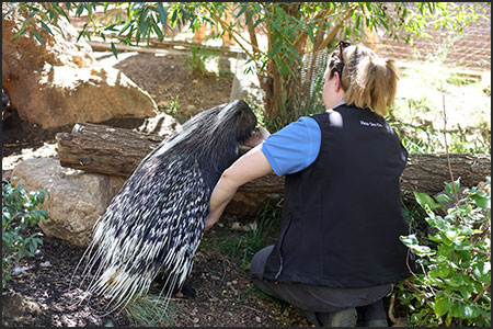 Zoo Keeper Lauren with African Cape porcupine, Waffles