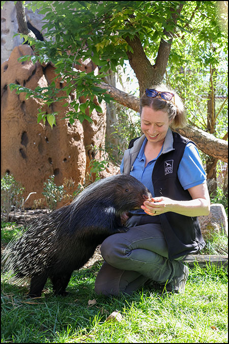 Zoo Keeper Lauren with African Cape porcupine, Waffles