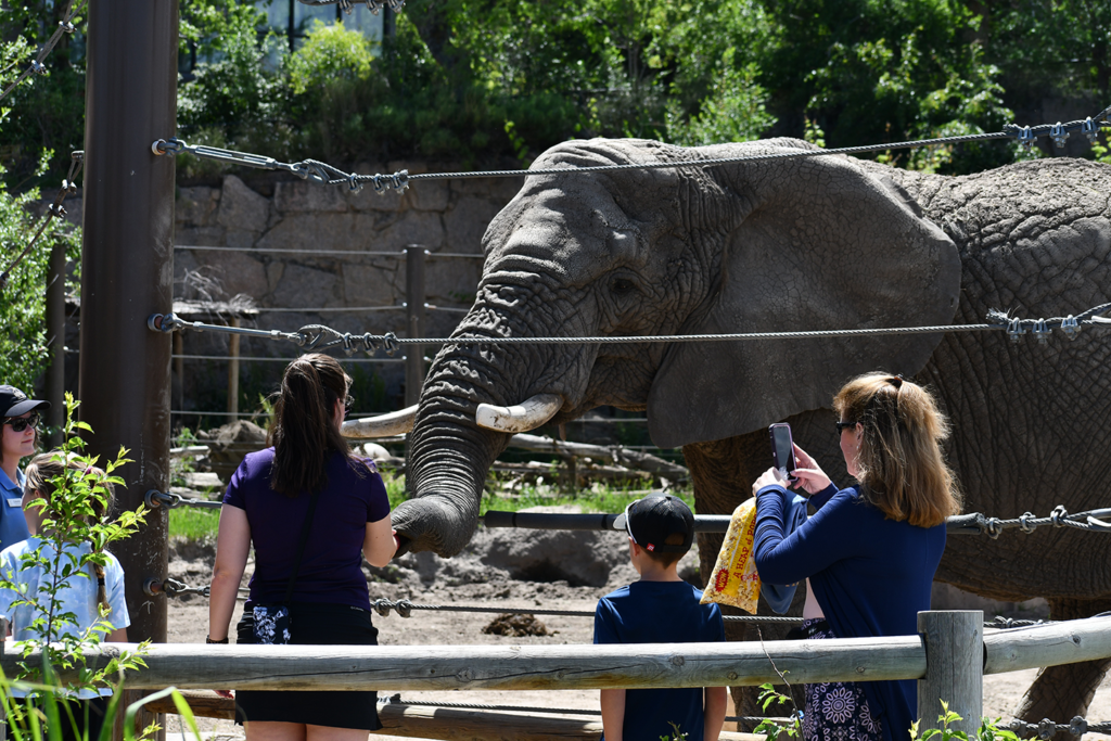 CMZoo Guests Triple Conservation Funding for Tsavo Trust through Daily