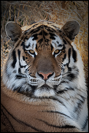 Amur tiger portrait