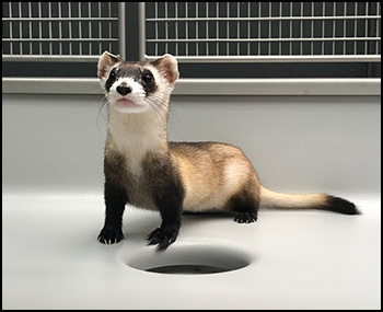 Black-footed ferret portrait