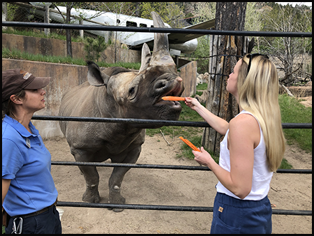 Woman feeding black rhino with a keeper at CMZoo